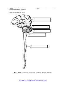 The Brain Worksheet