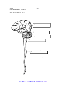The Brain Worksheet #2