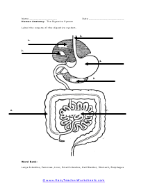 Digestive System Worksheet