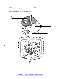 Digestive SystemWorksheet #2