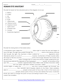 Eye Worksheet