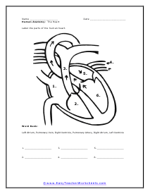 The Heart Worksheet