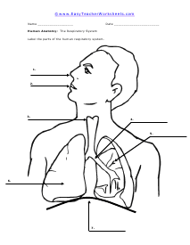 Respiratory System Worksheet