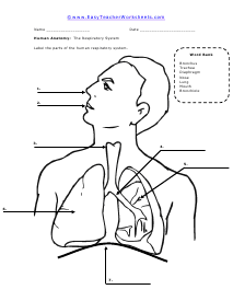 Respiratory System Worksheet #2