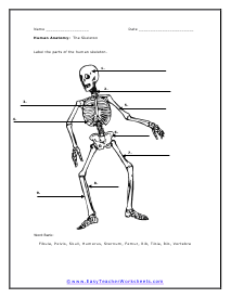 The Skeleton Worksheet