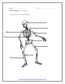 The Skeleton Worksheet #2