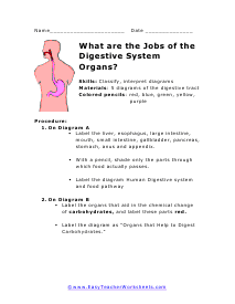 Digestive Organs Worksheet