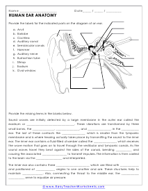 Ear Worksheet