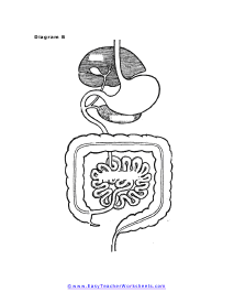 Digestive Diagram B