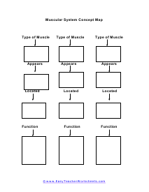 Muscular System Concept Worksheet