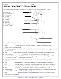 Endocrine Glands Worksheet