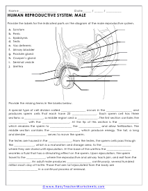 Male Reproductive Worksheet