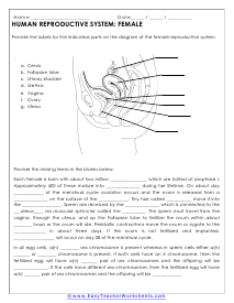 Femal Reproductive Worksheet