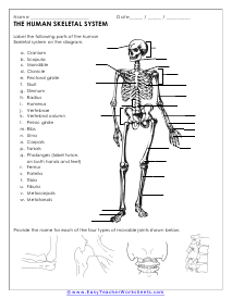 Skeleton Worksheet