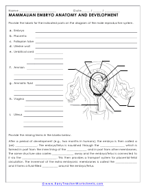 Embryo Development Worksheet