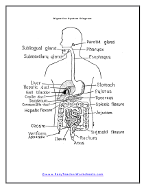 Digestive Diagram