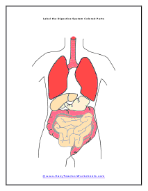 Digestive Worksheet