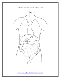 Black and White Digestive Worksheet