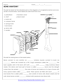 Bones Worksheet