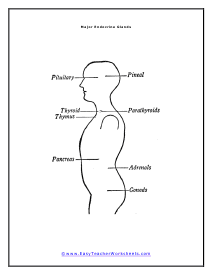 Endocrine Glands Diagram