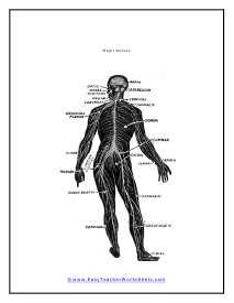 Major Nerves Diagram