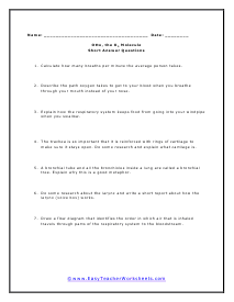 Breathing Short Answer Worksheet