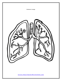 Human Lungs Diagram