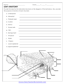 Leaf Anatomy Worksheet