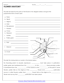 Flower Anatomy Worksheet