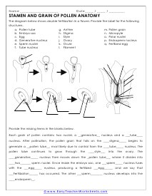 Anatomy of Pollen Worksheet