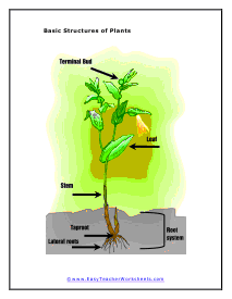 Roots to Leaves Worksheet