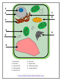 Plant Cell Color Diagram