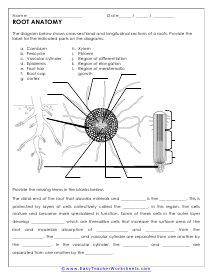 Root Anatomy Worksheet