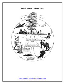 Carbon Dioxide - Oxygen Cycle Worksheet