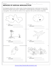 Asexual Reproduction Worksheet