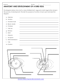 Egg Anatomy Worksheet