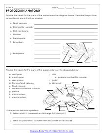 Protozoan Diagram Worksheet