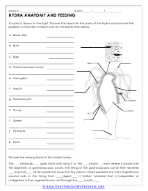 Hydra Worksheet