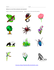 Animal or Plant Worksheet