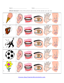 5 Senses Worksheet