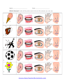 Which Sense Worksheet