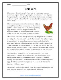 Chicken Worksheet