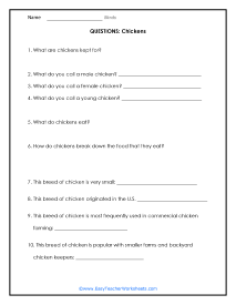 Chicken Question Worksheet