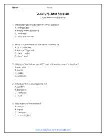 What Are They? Questions Worksheet