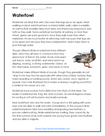 Waterfowl Worksheet