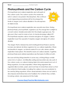 Photosynthesis Worksheet