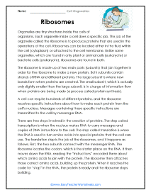 Ribosome Worksheet