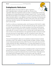 Endoplasmic Reticulum Worksheet