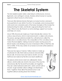 Skeletal System Reading Worksheet