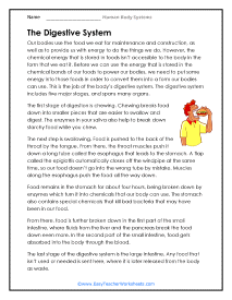 Digestive System Reading Worksheet